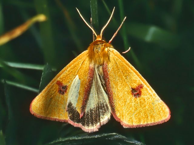Una falena malconcia da determinare - Diacrisia sannio
